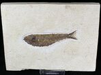 Knightia Fossil Fish On Large Plate #20832-1